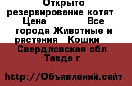 Открыто резервирование котят › Цена ­ 15 000 - Все города Животные и растения » Кошки   . Свердловская обл.,Тавда г.